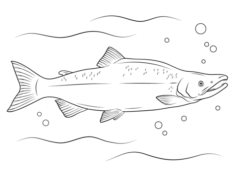 Sockeye Salmon Coloring Page